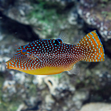 blue spotted puffer fish