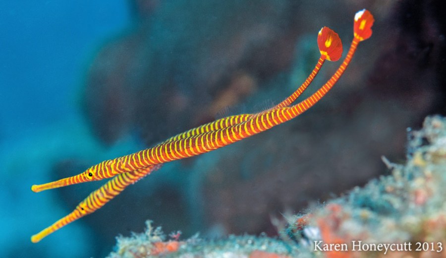 Dunckerocampus-pessuliferus-yellow-banded-flagtail-pipefish-Karen-Honeycutt