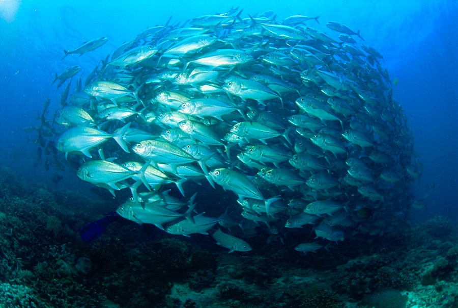 Tightly balled school of jack fish, South Point, Sipadan Island, Sabah, Malaysia, Borneo, Southeast Asia, Asia